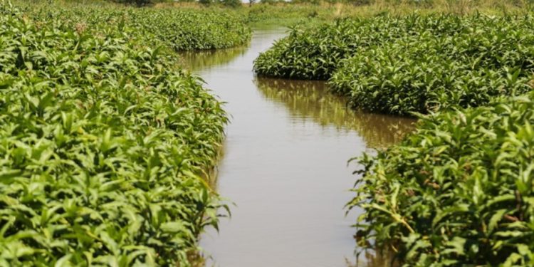 ROSARIO: UN EMPRESARIO  DEBERA DEVOLVER MAS DE 800 HECTAREAS OCUPADAS EN LAS ISLAS POR MAS 20 AÑOS
