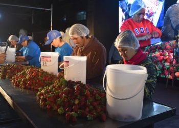 Resultados del Concurso de Despalilladores en la primera noche de la Fiesta Nacional de la Frutilla.