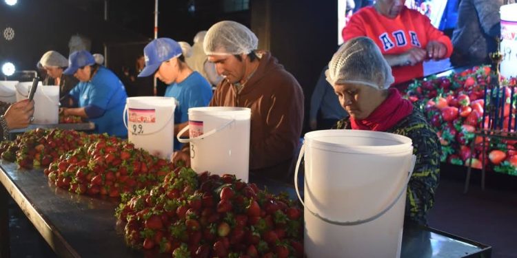 Resultados del Concurso de Despalilladores en la primera noche de la Fiesta Nacional de la Frutilla.