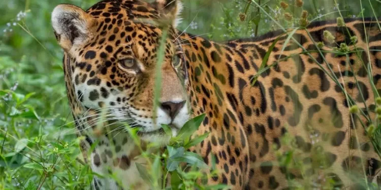 RÉCORD HISTÓRICO: $250 MILLONES DE PESOS POR INFORMACIÓN DE LA YAGUARETÉ ACAÍ 