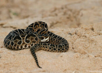 Un niño mordido por una yarará en Puerto Aragón 