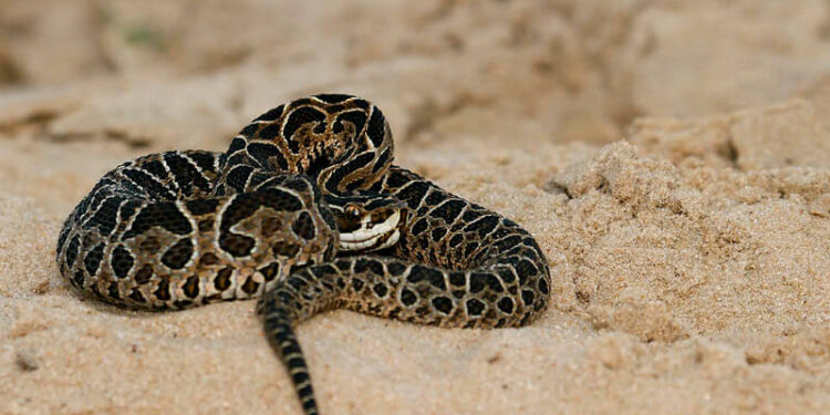 Un niño mordido por una yarará en Puerto Aragón 