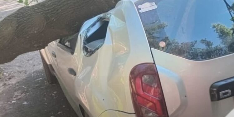 Un árbol cayó sobre un vehículo en la Villa Deportiva