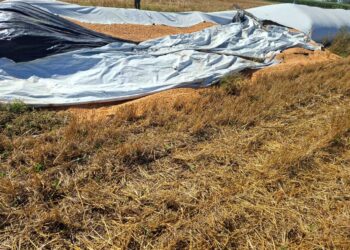 Robo de cereal en Bouquet: sustrajeron hasta 15 mil kilos de maíz y un sospechoso fue demorado