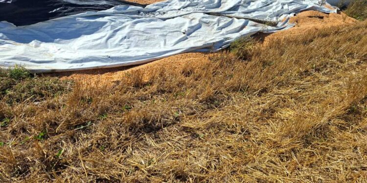 Robo de cereal en Bouquet: sustrajeron hasta 15 mil kilos de maíz y un sospechoso fue demorado