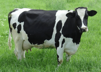 Las vacas y sus flatulencias, objetos de un posible impuesto en PBA