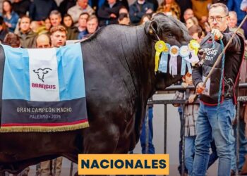 MOROCHO, EL MEJOR TORO BRANGUS DEL MUNDO