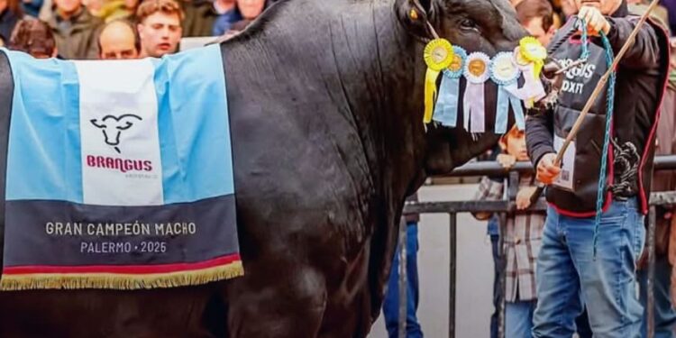MOROCHO, EL MEJOR TORO BRANGUS DEL MUNDO