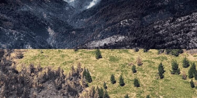 ECOCIDIO EN CHUBUT: GREENPEACE DIFUNDIÓ IMÁGENES DEL DESASTRE