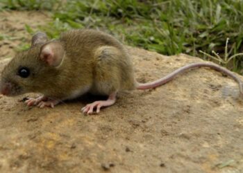 Confirmaron la muerte de una mujer de 40 años por hantavirus en Ybarlucea