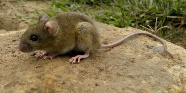 Confirmaron la muerte de una mujer de 40 años por hantavirus en Ybarlucea