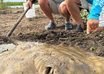 Pescaron una raya gigante y la devolvieron al Río Coronda en Sauce Viejo