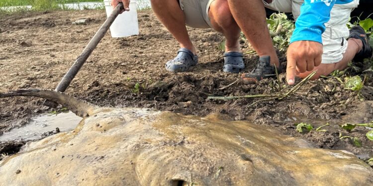 Pescaron una raya gigante y la devolvieron al Río Coronda en Sauce Viejo