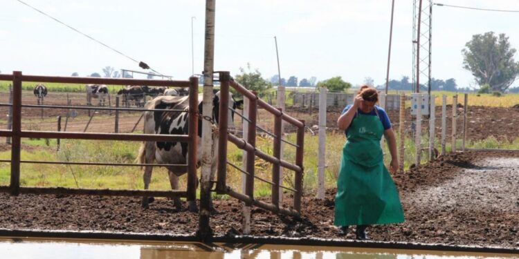Santa Fe lidera las exportaciones lácteas y consolida el crecimiento del sector