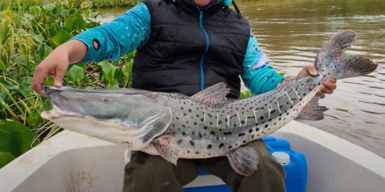Pesca y devolución. Hermosa postal que nos envia Leo del Programa Recorriendo Ríos, de un surubí en San Javier