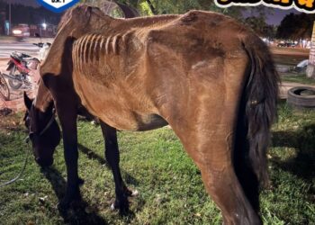 RESCATARON A UN CABALLO QUE SE DESPLOMÓ EN PLENA CALLE DE SANTA FE