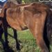 RESCATARON A UN CABALLO QUE SE DESPLOMÓ EN PLENA CALLE DE SANTA FE