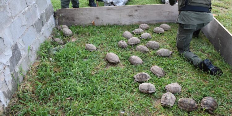 Secuestran camión con 150 tortugas y 100 loros en Ruta 34
