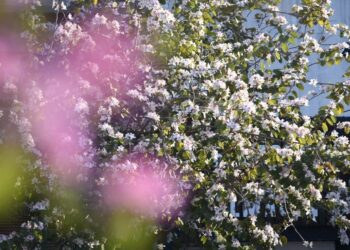 Sunchales fue reconocida a nivel nacional por su compromiso ambiental