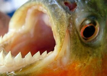 LA MUNICIPALIDAD DE CORONDA PIDE PRECAUCIÓN EN ZONA DE BALNEARIOS POR PALOMETAS