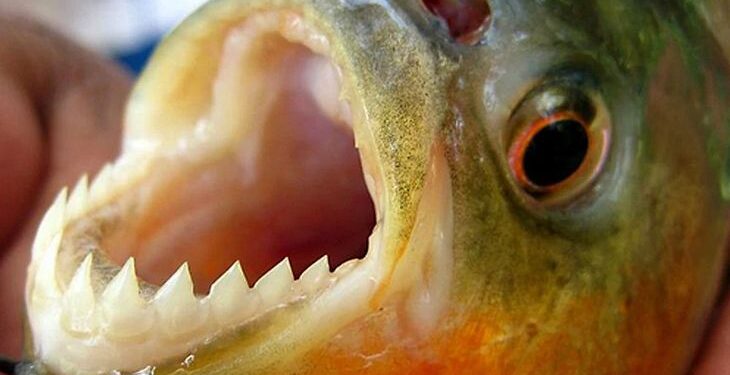 LA MUNICIPALIDAD DE CORONDA PIDE PRECAUCIÓN EN ZONA DE BALNEARIOS POR PALOMETAS