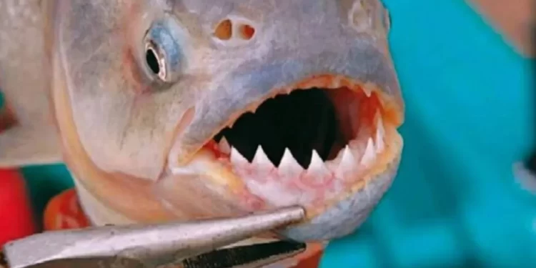 Alerta en Victoria: más de 40 personas heridas por ataques de palometas en la costa