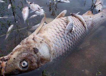 Preocupación por mortandad de peces en el Río Carcarañá