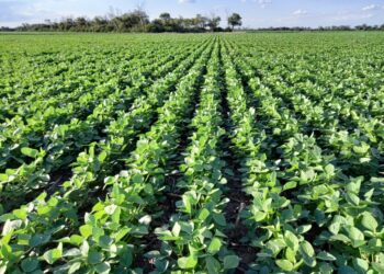 Desde fomosa, arribo a Rosario el primer lote de soja de la campaña 2025/26 