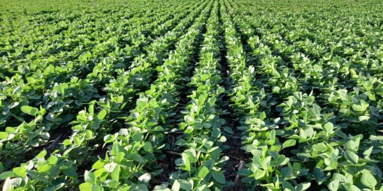 Desde fomosa, arribo a Rosario el primer lote de soja de la campaña 2025/26 