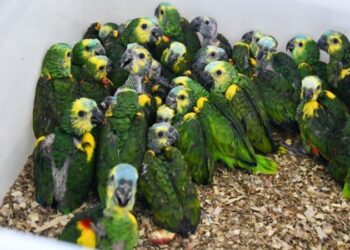 Tráfico de fauna: rescatan más de 500 animales silvestres en operativo sobre la Ruta Nacional 34