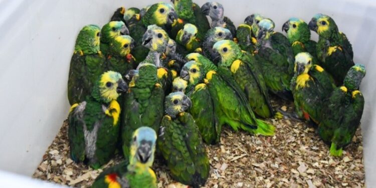 Tráfico de fauna: rescatan más de 500 animales silvestres en operativo sobre la Ruta Nacional 34