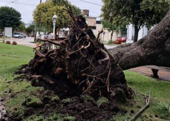 Fuerte tormenta provocó la caída de un árbol y daños en la plaza central de Correa
