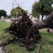 Fuerte tormenta provocó la caída de un árbol y daños en la plaza central de Correa