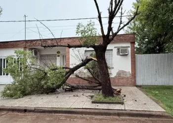 Árboles y postes caídos, y cables en el suelo en casilda