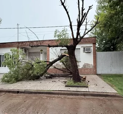 Árboles y postes caídos, y cables en el suelo en casilda