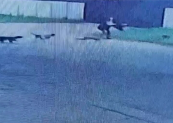 Mujer atacada por una jauría de perros en Arequito: alarma vecinal por animales sueltos en la vía pública