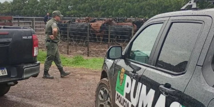 Giro en la causa de Joya Agro: imputaron por defraudación y abuso de confianza al empresario que se llevó el ganado