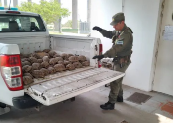 Santa Fe endurece multas por delitos contra la fauna y busca frenar su avance