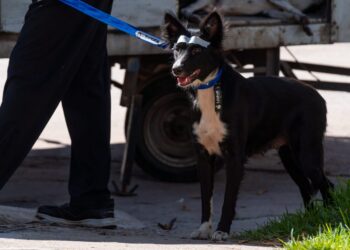 Armstrong realizó 62 castraciones en la primera jornada masiva del año