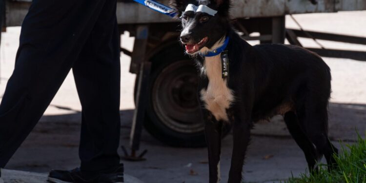 Armstrong realizó 62 castraciones en la primera jornada masiva del año