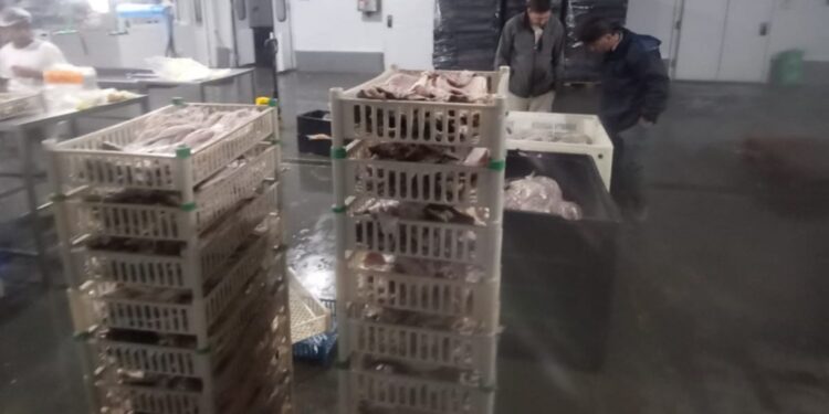 Ambiente refuerza controles por Semana Santa y sanciona a dos frigoríficos pesqueros