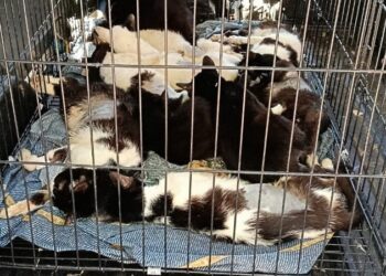 Rescataron 33 gatos en grave estado en una vivienda de Rosario