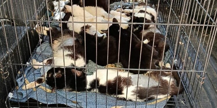 Rescataron 33 gatos en grave estado en una vivienda de Rosario