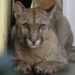 Rescataron un puma en Monje y lo liberaron en su hábitat natural