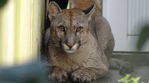 Rescataron un puma en Monje y lo liberaron en su hábitat natural