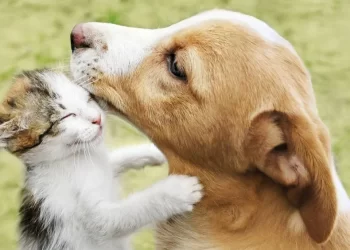 29 de abril: Día del Animal en Argentina