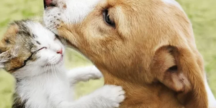 29 de abril: Día del Animal en Argentina