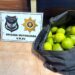 Coronda: detuvieron a un joven por robar limones para venderlos