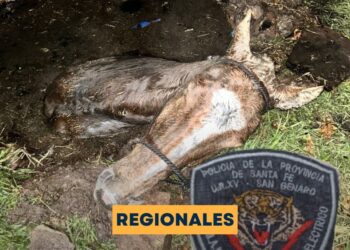 Rescataron a un caballo que cayó en un pozo ciego en San Genaro