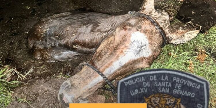 Rescataron a un caballo que cayó en un pozo ciego en San Genaro